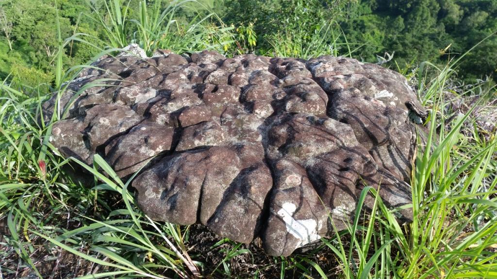 2017-08-13 07.53.15.jpg