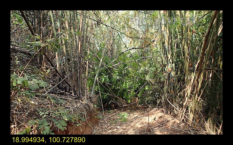 2017-4 Nanthaburi NP 12.jpg