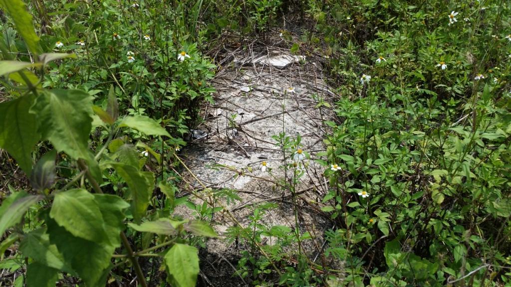 2018-05-08 13.18.01.jpg