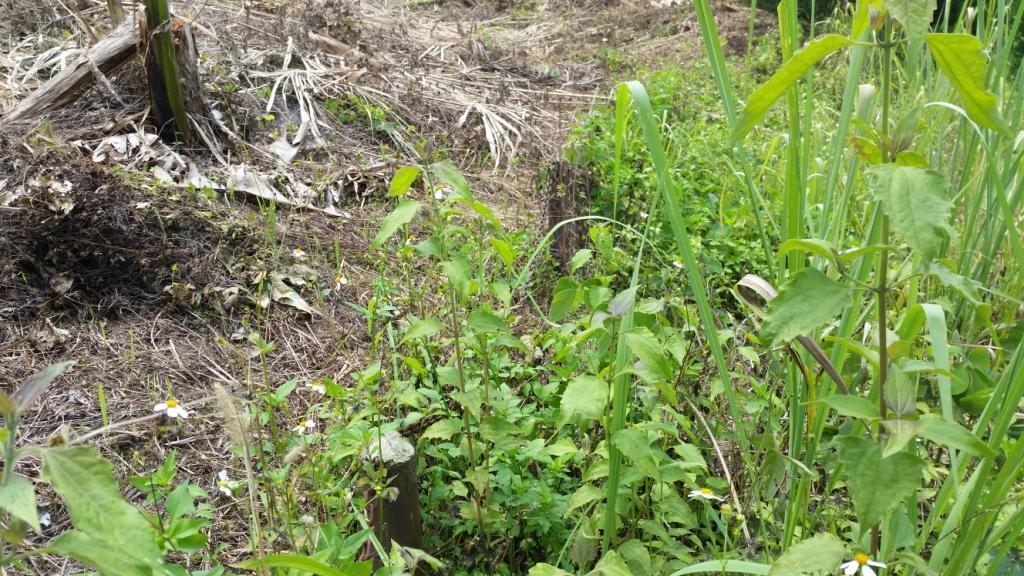 2018-05-08 13.19.06.jpg