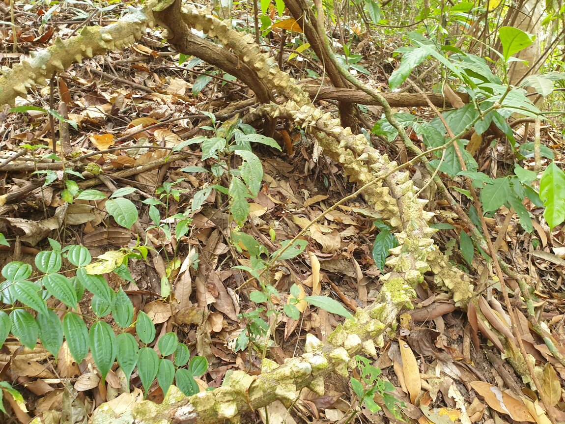 2021-03-04 09.52.09.jpg