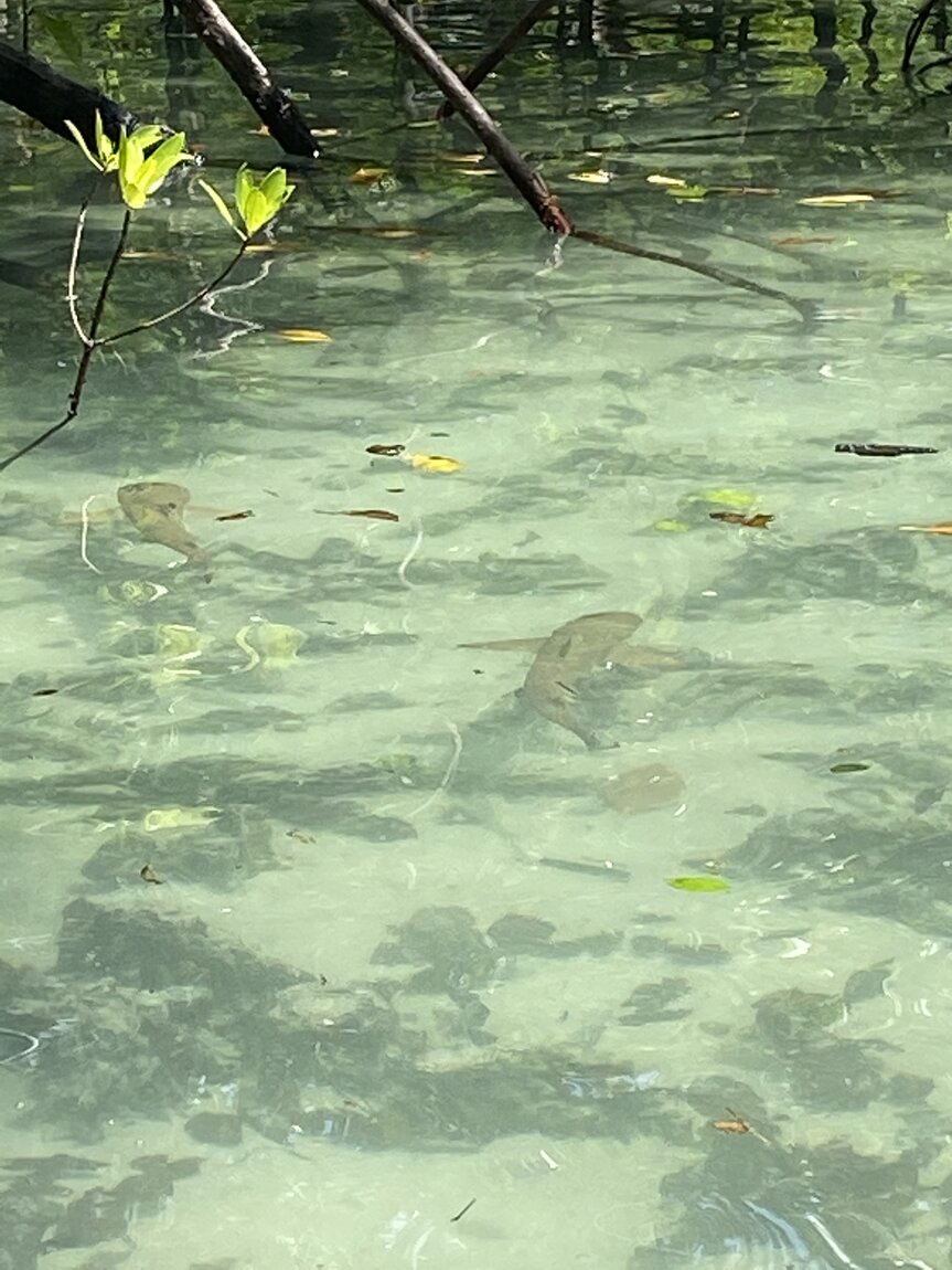 28289E95-3627-44E8-937B-6FBB17B90FE1.jpeg 28289E95-3627-44E8-937B-6FBB17B90FE1.jpeg