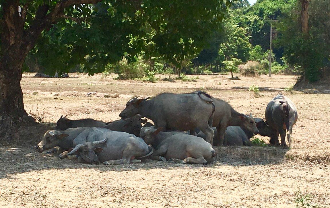 4DF86FA8-2695-4FA8-A7B9-0F6417E12873.jpeg 4DF86FA8-2695-4FA8-A7B9-0F6417E12873.jpeg