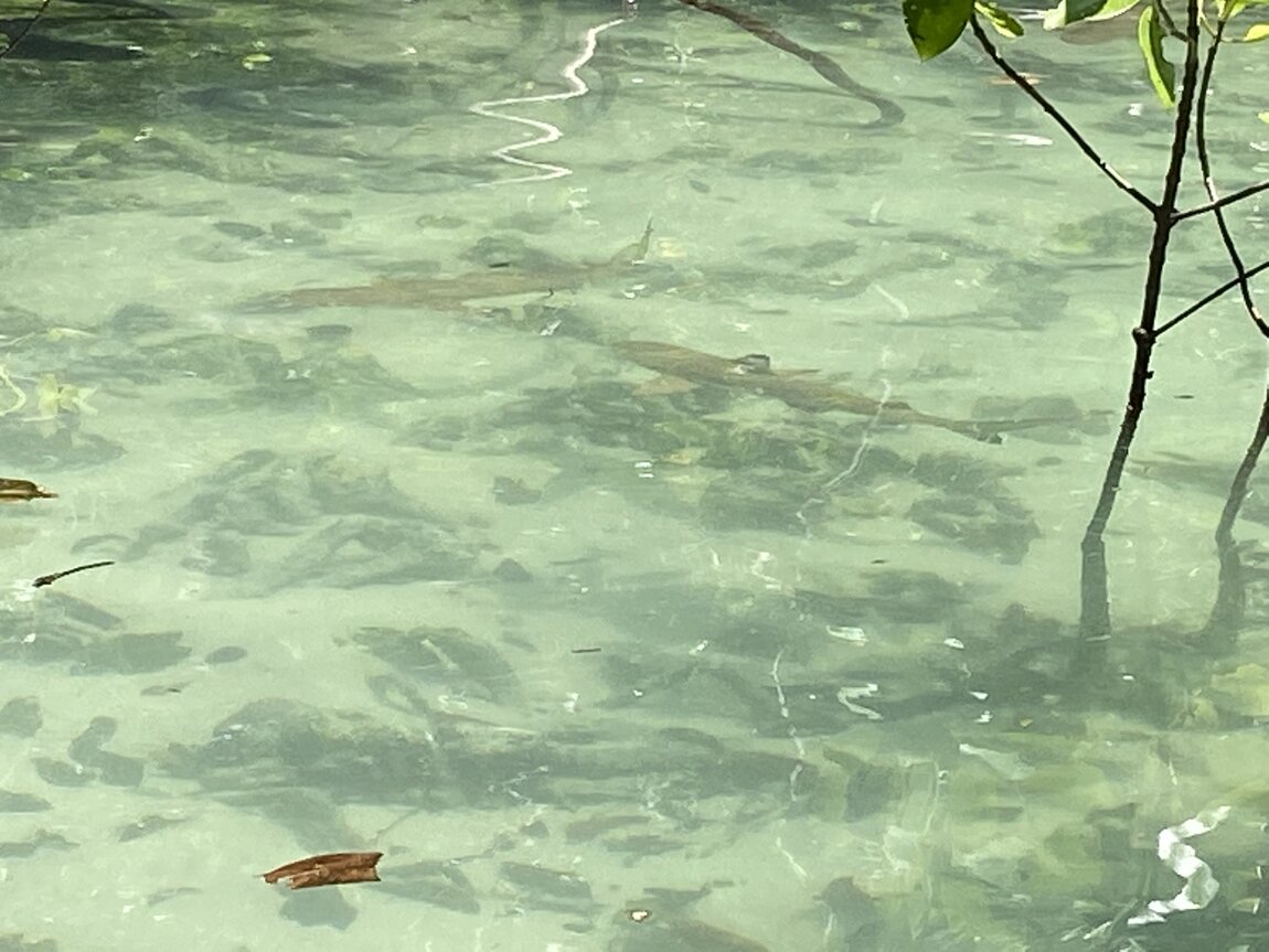 B9288B14-C2F7-413E-B1EE-BCA61330380A.jpeg B9288B14-C2F7-413E-B1EE-BCA61330380A.jpeg