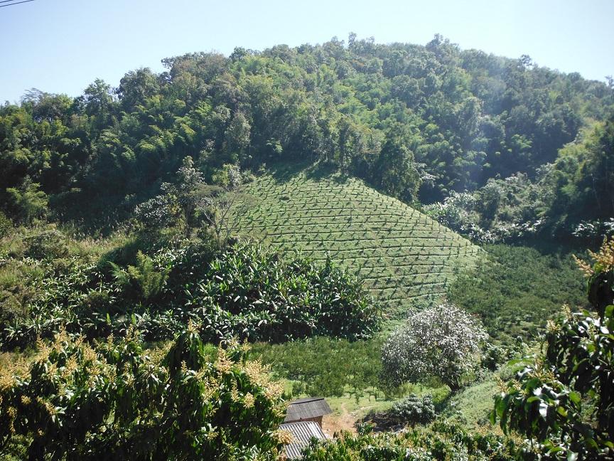 Chiang Dao (24).JPG