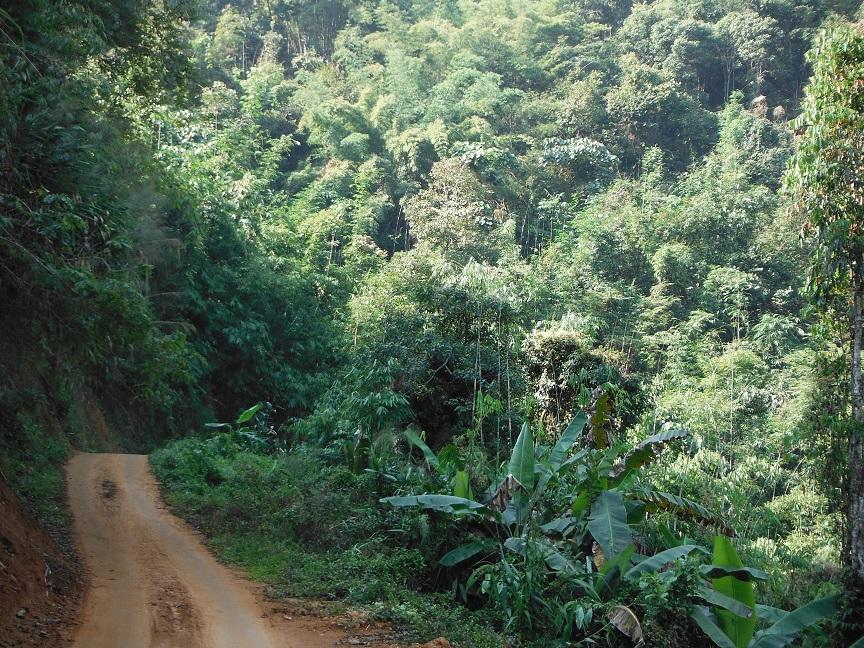 Chiang Rai Motorcycle Doi Chang (12).JPG