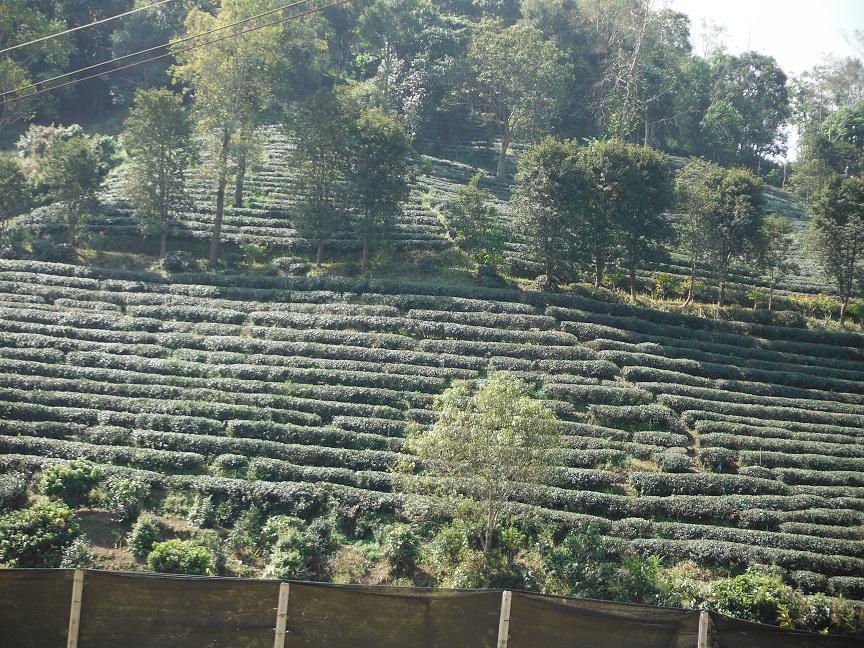 Chiang Rai Motorcycle Doi Chang (22).JPG