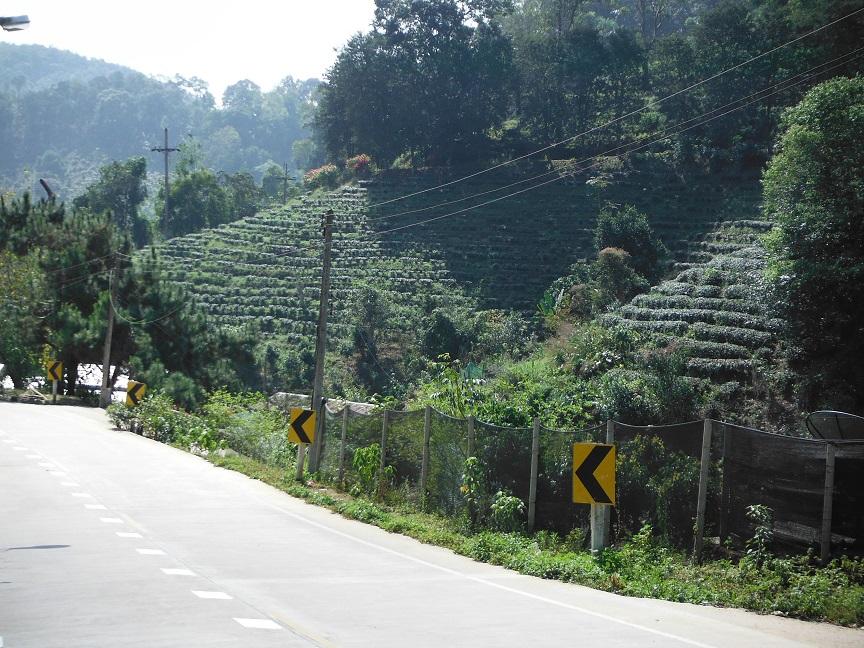 Chiang Rai Motorcycle Doi Chang (23).JPG