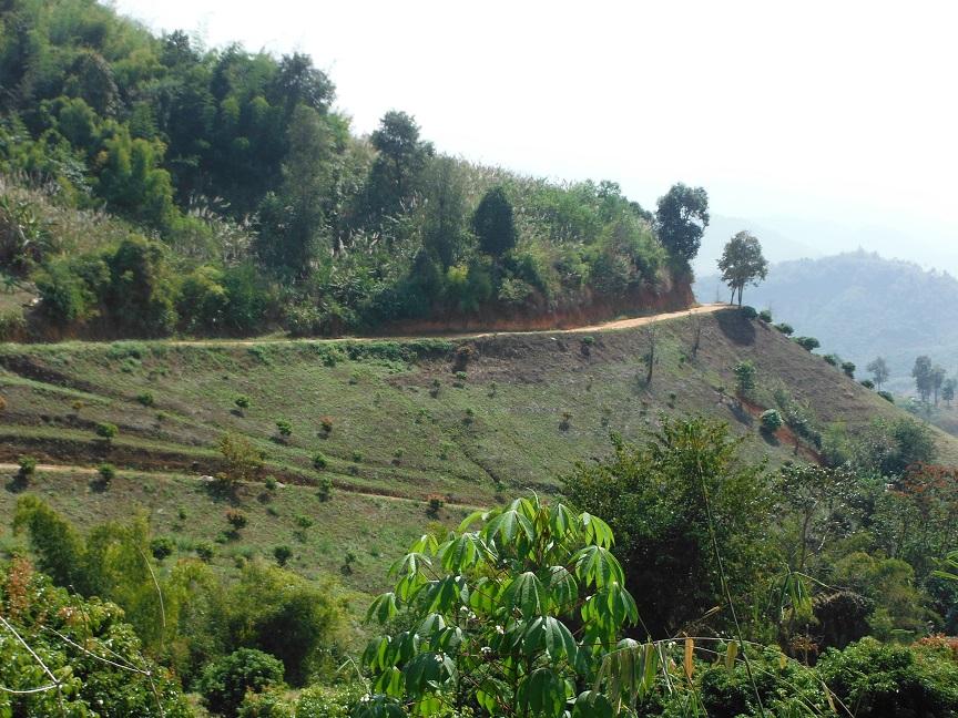 Chiang Rai Motorcycle Doi Chang (25).JPG