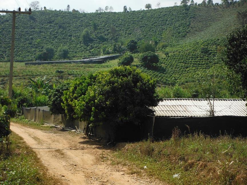 Chiang Rai Motorcycle Doi Chang (33).JPG