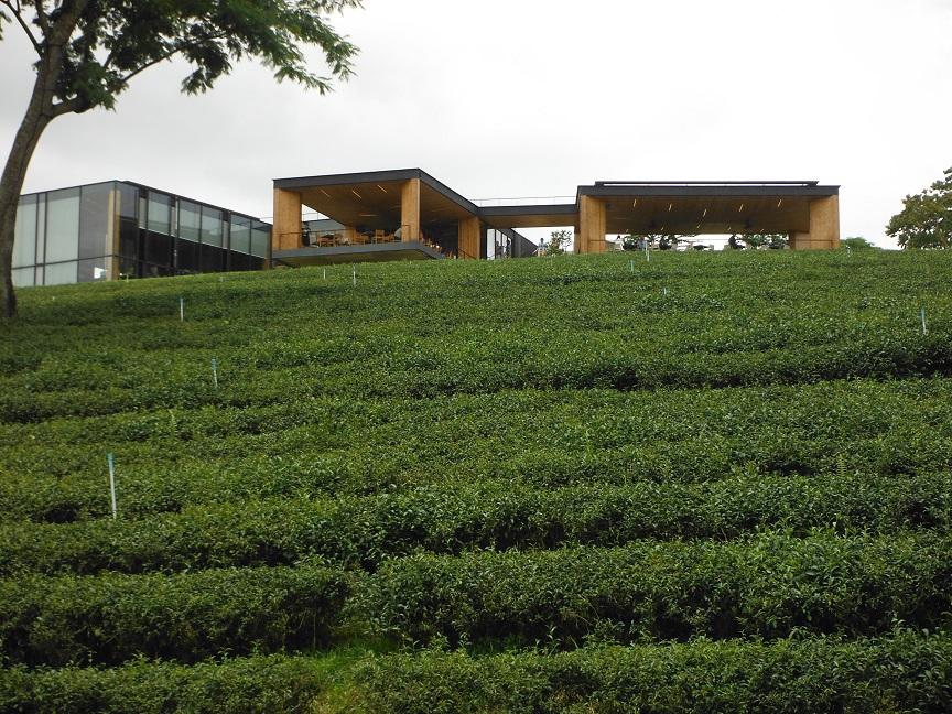 Choui Fong Tea Plantation Chiang Rai (12).JPG