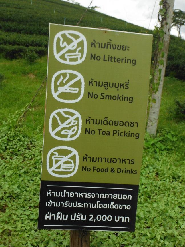 Choui Fong Tea Plantation Chiang Rai (13).JPG