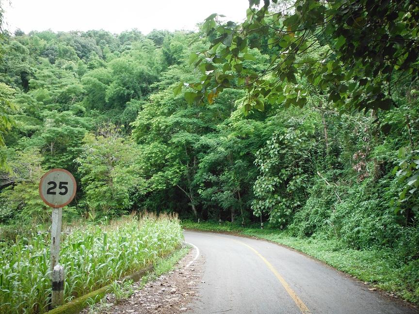 Choui Fong Tea Plantation Chiang Rai (15).JPG
