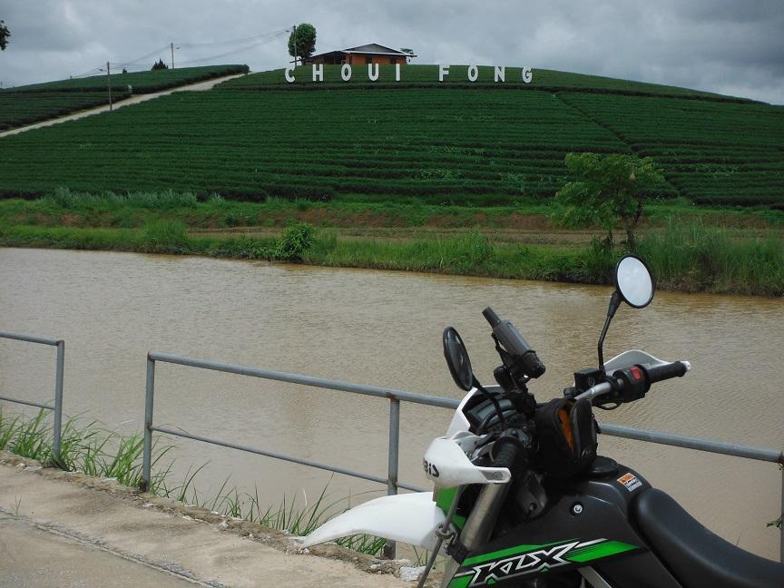 Choui Fong Tea Plantation Chiang Rai (2).JPG