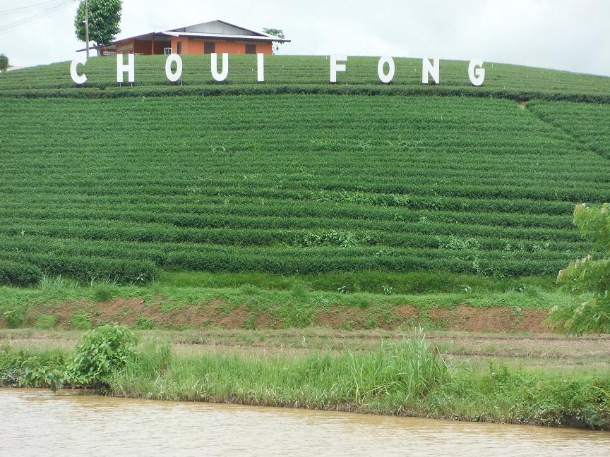 Choui Fong Tea Plantation Chiang Rai (3).JPG