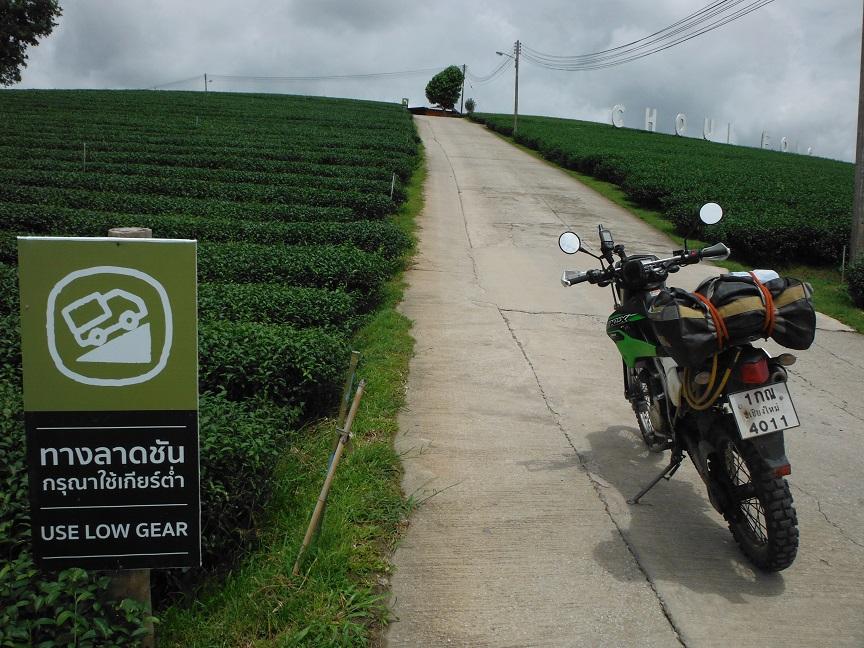 Choui Fong Tea Plantation Chiang Rai (4).JPG