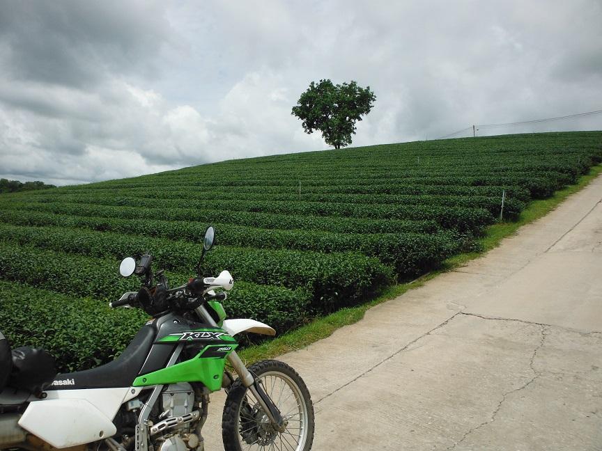 Choui Fong Tea Plantation Chiang Rai (5).JPG