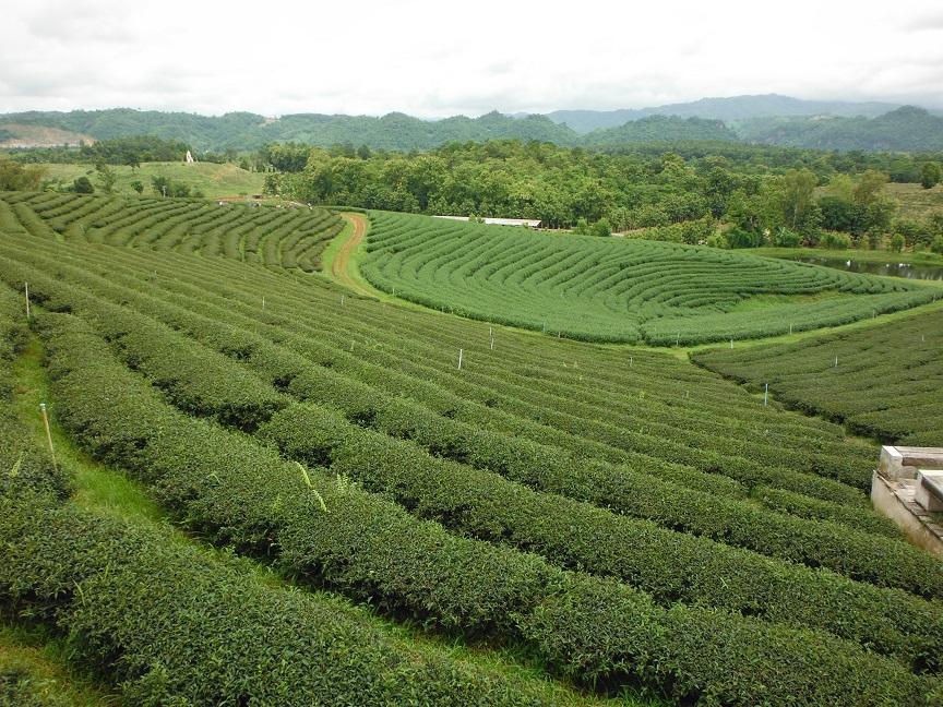 Choui Fong Tea Plantation Chiang Rai (7).JPG