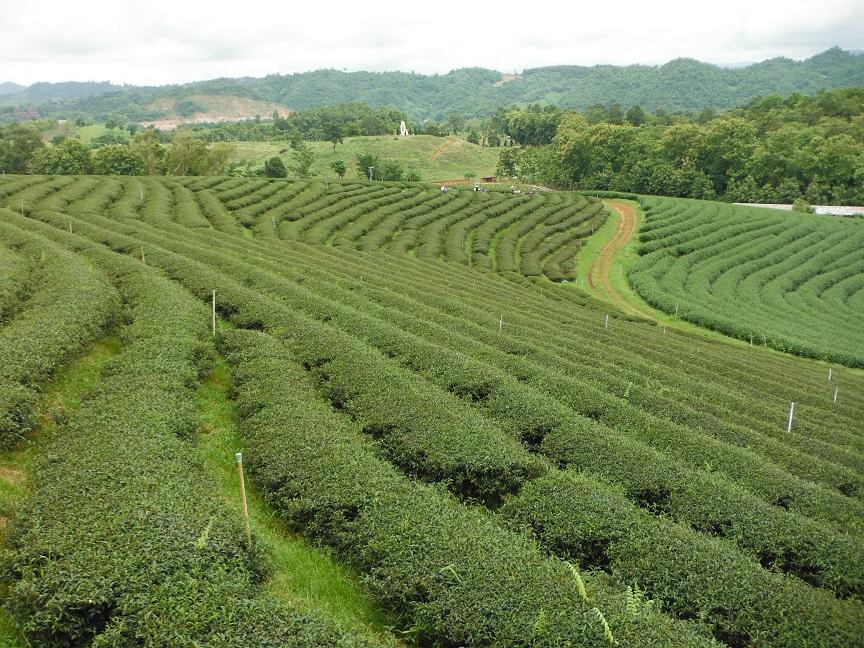 Choui Fong Tea Plantation Chiang Rai (8).JPG