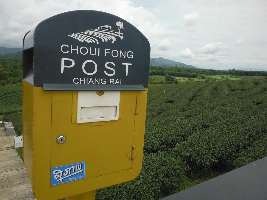 Choui Fong Tea Plantation Chiang Rai (9).JPG