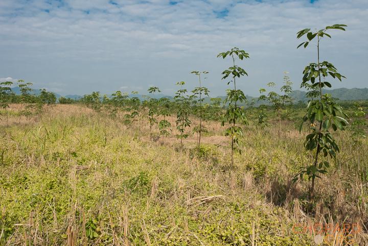 DSC_0233.jpg DSC_0233.jpg