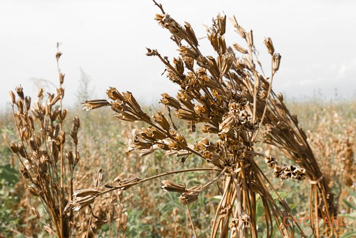 DSC_0235.jpg DSC_0235.jpg