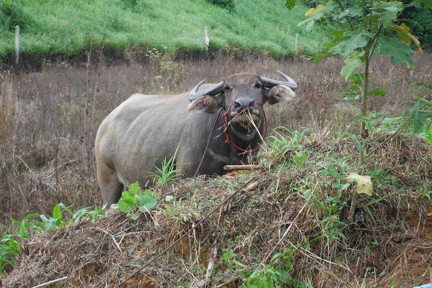 Fang Thailand Motorcycle (22).JPG