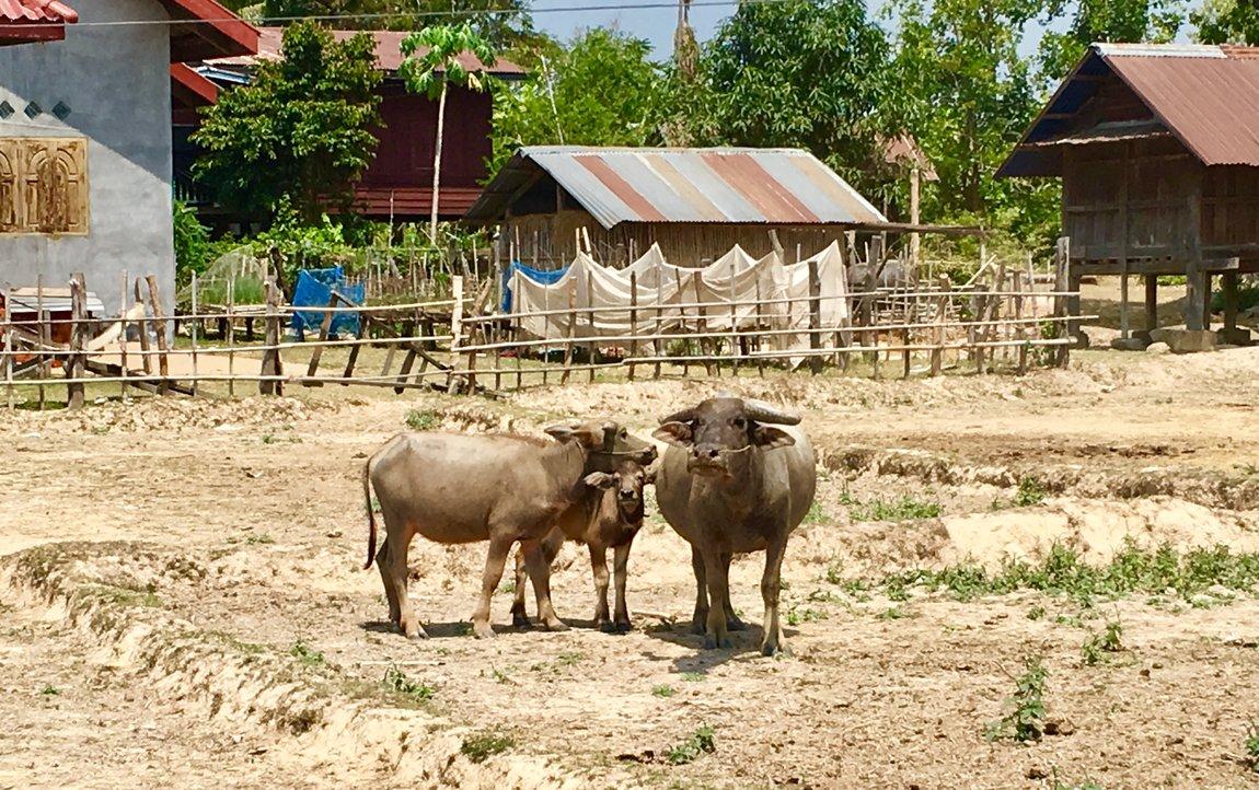 FBD27A47-64C1-42A8-BC5C-C44857445836.jpeg FBD27A47-64C1-42A8-BC5C-C44857445836.jpeg