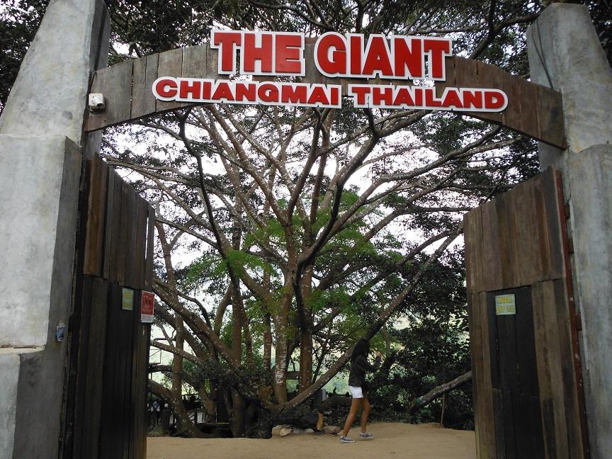 giant chiang mai (1).JPG giant chiang mai (1).JPG