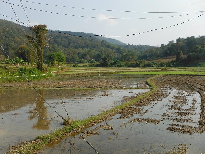 giant treehouse chiang mai (11).JPG giant treehouse chiang mai (11).JPG