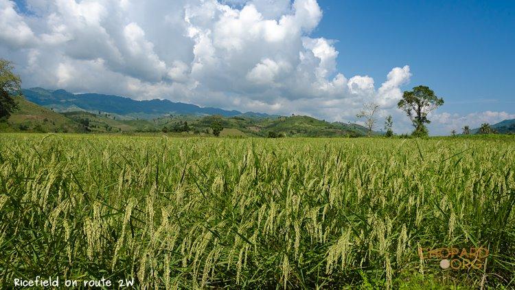 NK7_0132.jpg NK7_0132.jpg