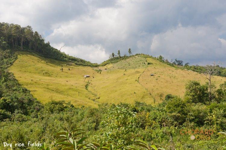 NK7_0743.jpg NK7_0743.jpg