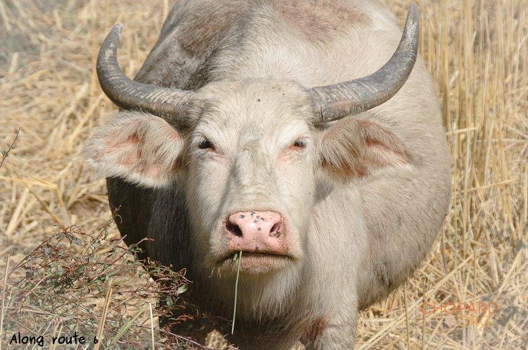 NK7_0959.jpg NK7_0959.jpg