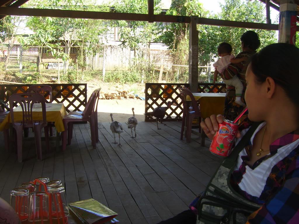 SV101775.jpg SV101775.jpg