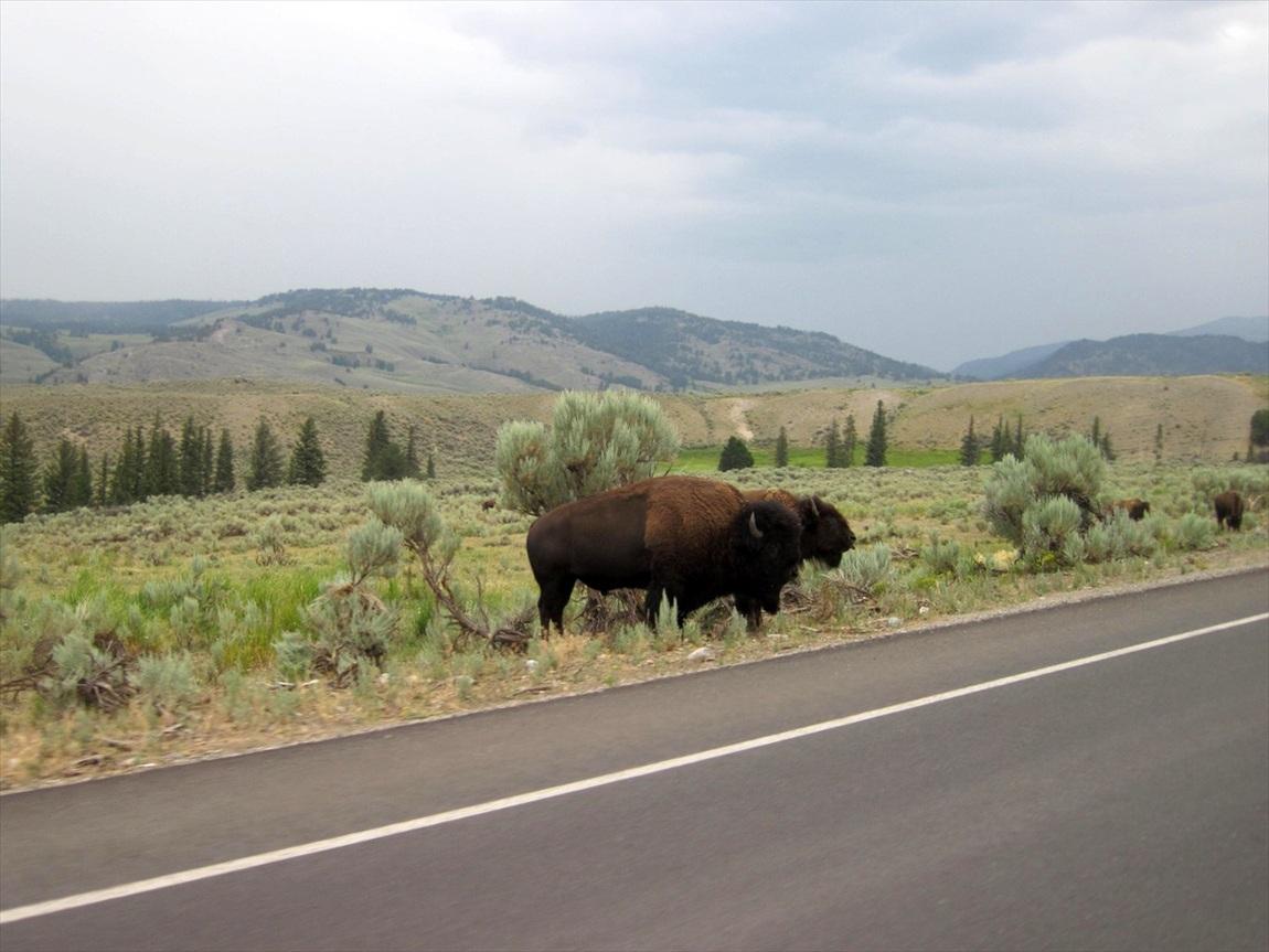 YellowstoneJuly27th_003.jpg
