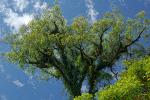 thaton-tree-small.jpg
