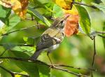thaton-rare-bird-small.jpg