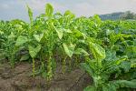 tabaco-plant-small.jpg