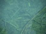 Thakhet%20Blue%20lake%20Laos%2020.jpg