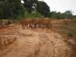 Laos%20Motorcycle%20Savannakhet%2030.jpg
